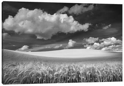Wheat Field Canvas Art Print - Dennis Frates