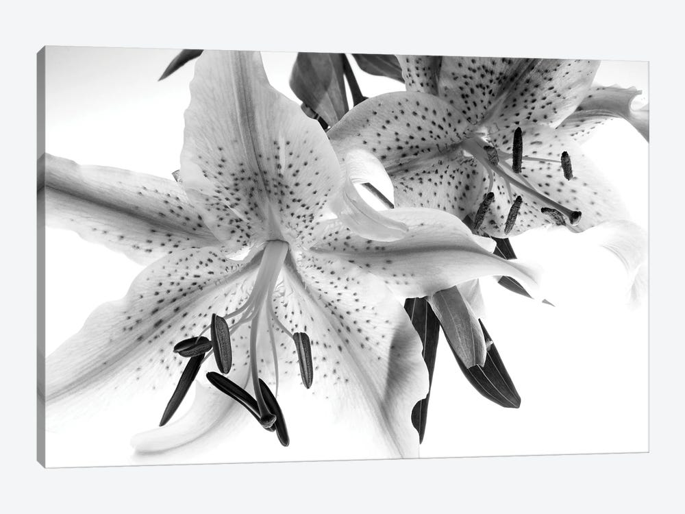 Lilly Closeup by Dennis Frates 1-piece Canvas Wall Art