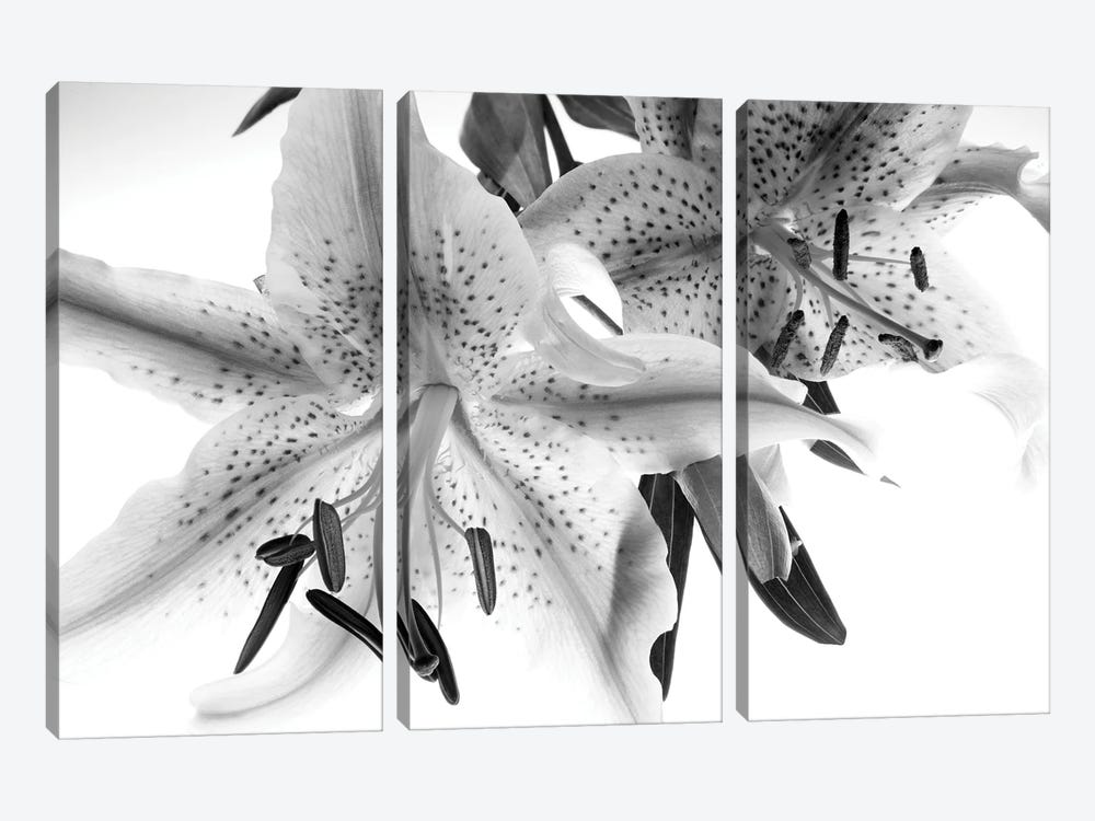 Lilly Closeup by Dennis Frates 3-piece Canvas Art