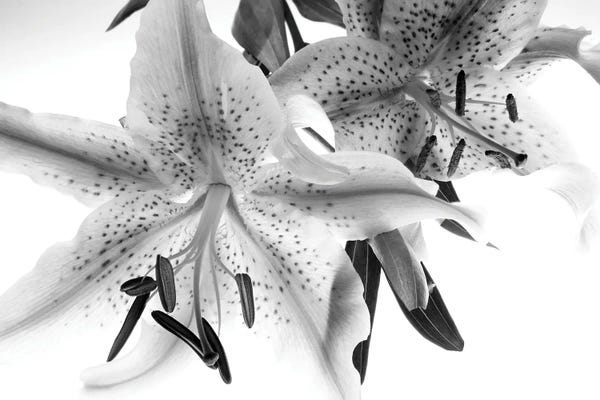 Lilies: Lilly Closeup by Dennis Frates
