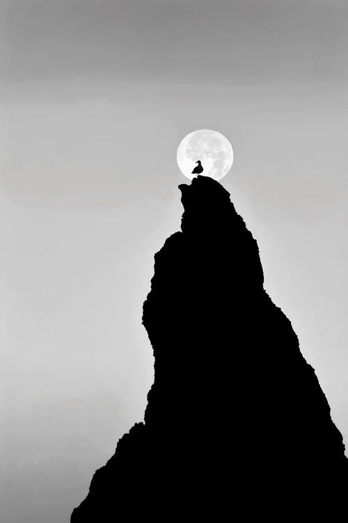 Lone Bird And Moon