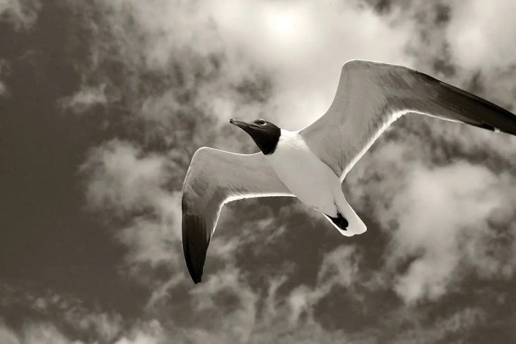 Gull In Flight II