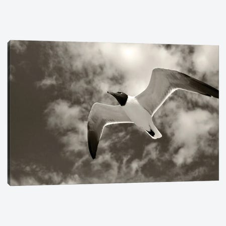 Gull In Flight II Canvas Print #DEN1204} by Dennis Frates Canvas Art