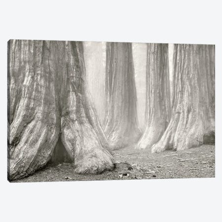 Redwood Fog Canvas Print #DEN1206} by Dennis Frates Canvas Art