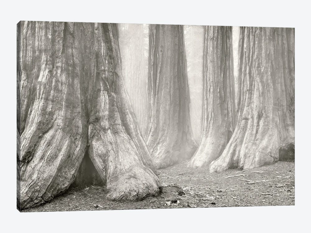 Redwood Fog by Dennis Frates 1-piece Canvas Art