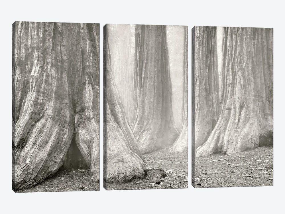 Redwood Fog by Dennis Frates 3-piece Canvas Artwork