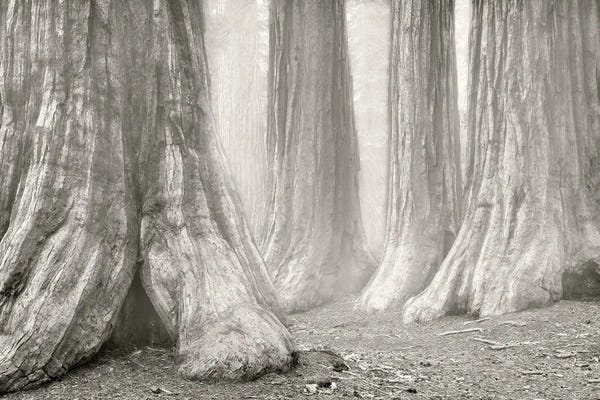 Redwood Fog