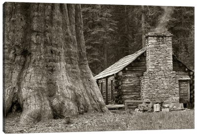 Cabin And Redwood Canvas Art Print - Cabins