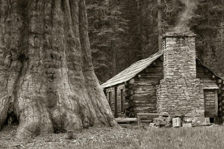 Cabin And Redwood