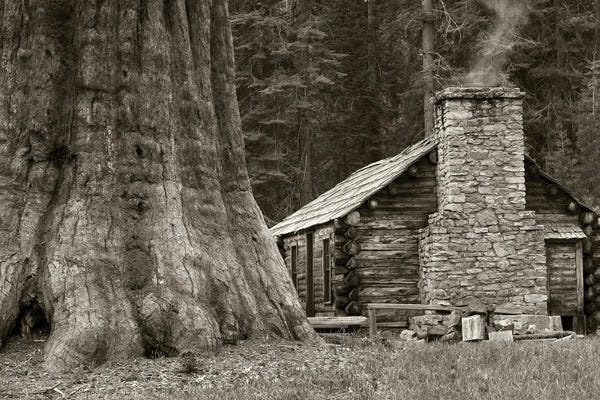 Cabins: Cabin And Redwood by Dennis Frates
