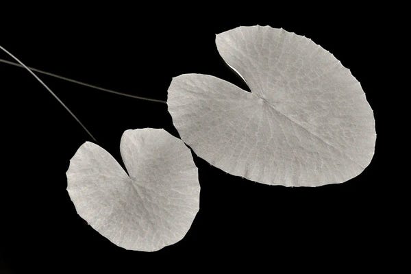 Water Lilies: Lily Pads by Dennis Frates