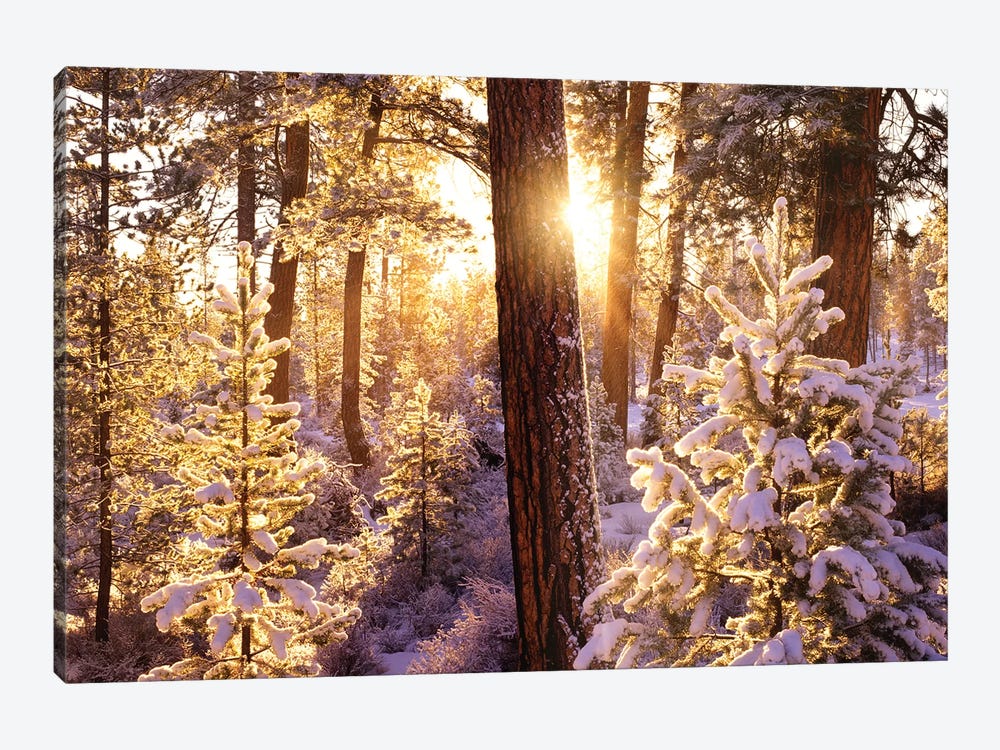 First Snow by Dennis Frates 1-piece Art Print