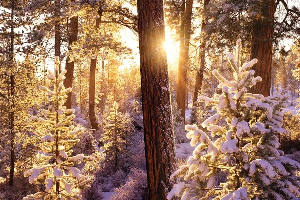 Evergreen Trees: First Snow by Dennis Frates