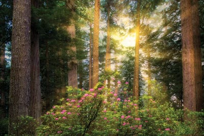 Floral Burst by Dennis Frates framed wall art