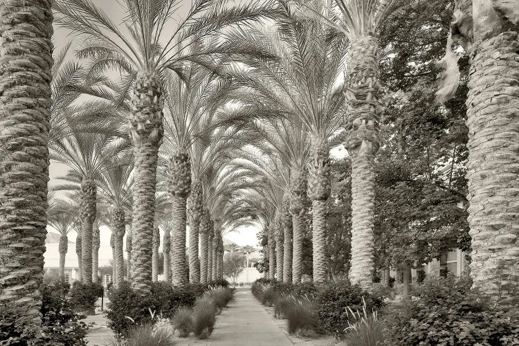Palm Path II by Dennis Frates wall art