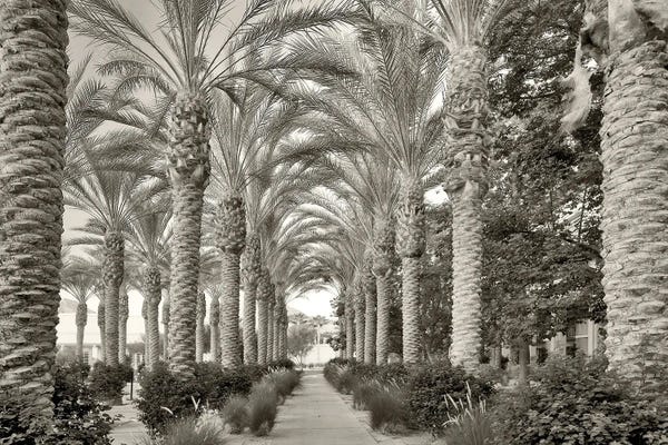 Palm Path II
