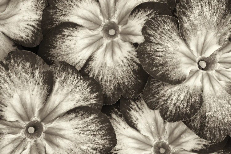 Primrose Close Up by Dennis Frates wall art