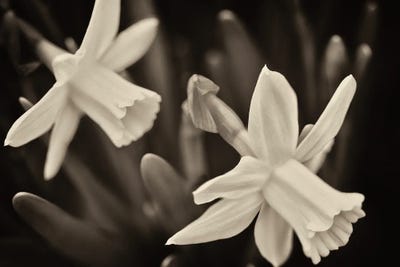 Daffodil by Dennis Frates canvas print
