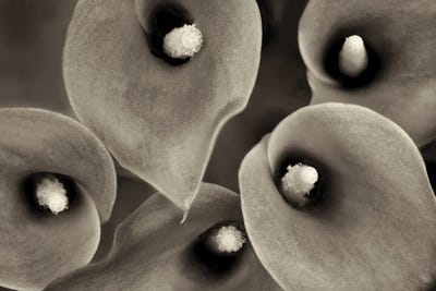 Lily Close Up II by Dennis Frates canvas print