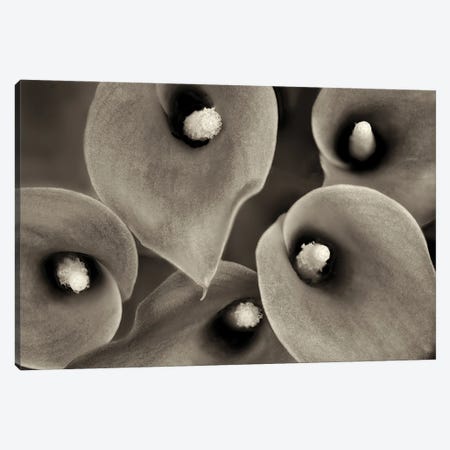 Lily Close Up II Canvas Print #DEN1220} by Dennis Frates Canvas Print