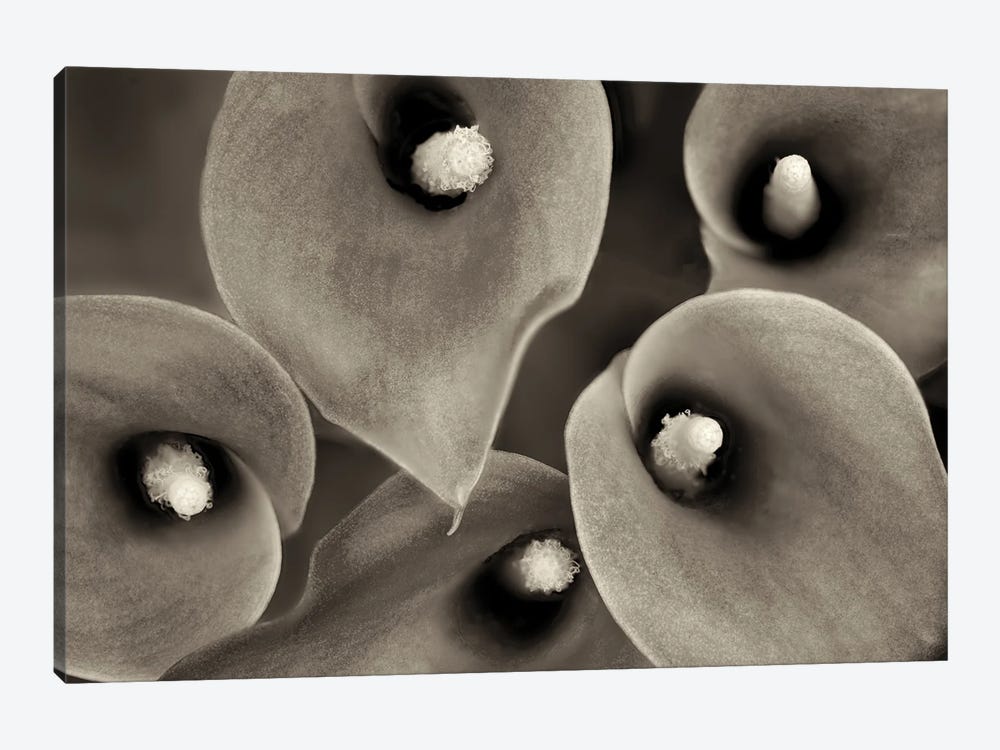 Lily Close Up II by Dennis Frates 1-piece Canvas Wall Art