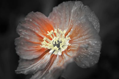 Multicolored by Dennis Frates framed wall art