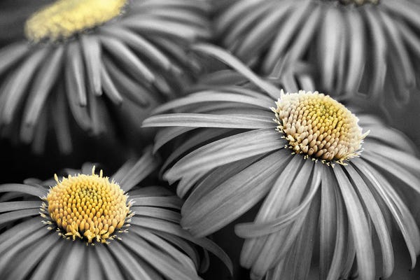 Daisies: Daisy III by Dennis Frates