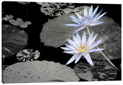 Blue Pond Lilies Canvas Art Print - Lily Art