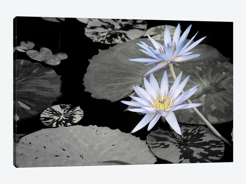 Blue Pond Lilies by Dennis Frates 1-piece Canvas Art Print