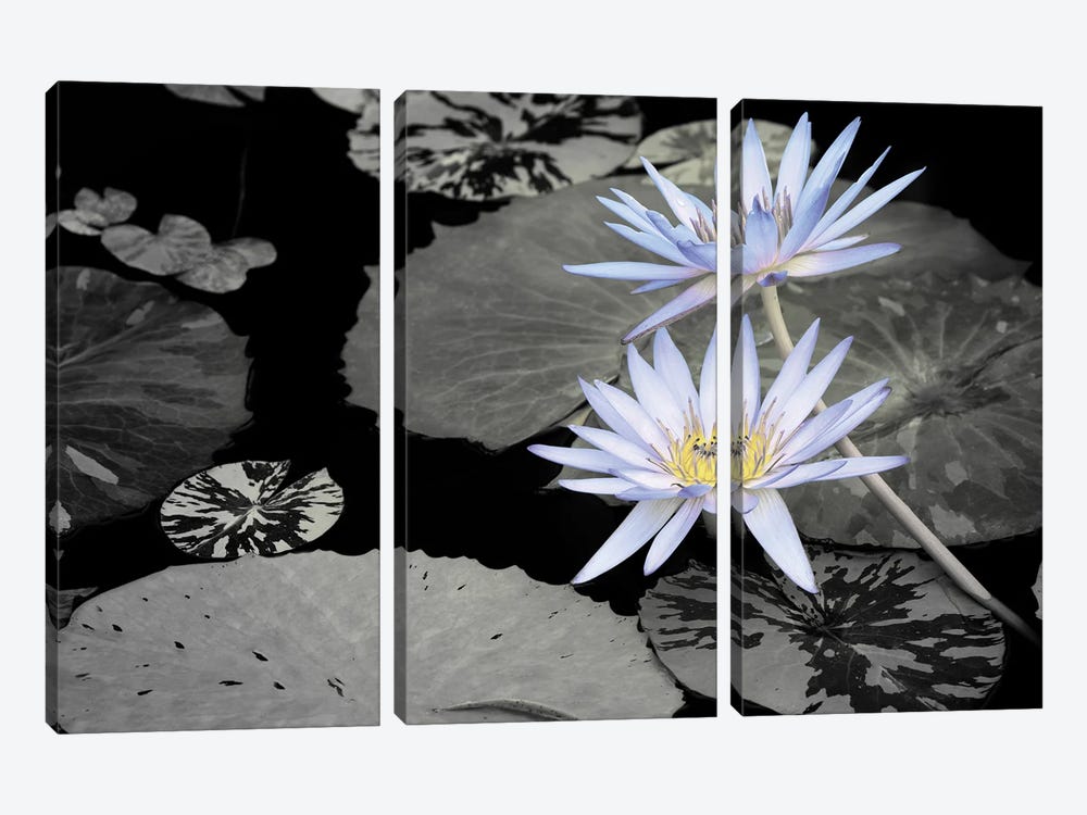 Blue Pond Lilies by Dennis Frates 3-piece Canvas Print