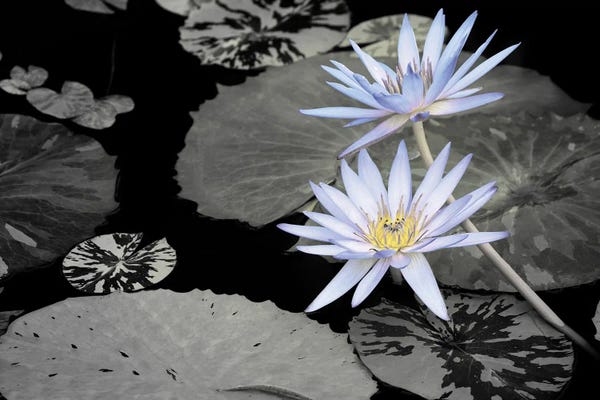 Water Lilies: Blue Pond Lilies by Dennis Frates