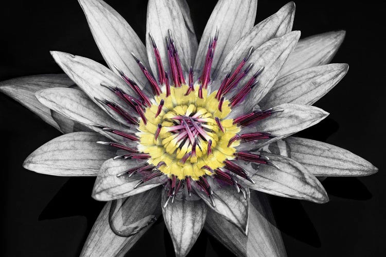 Tropical Water Lily by Dennis Frates wall art