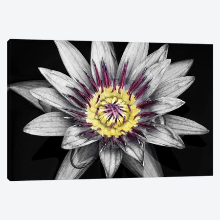 Tropical Water Lily Canvas Print #DEN1226} by Dennis Frates Canvas Artwork