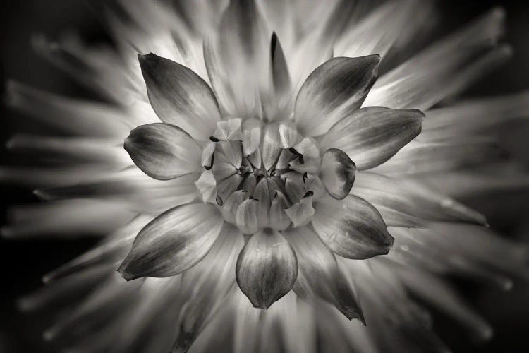 Dahlia Close Up II