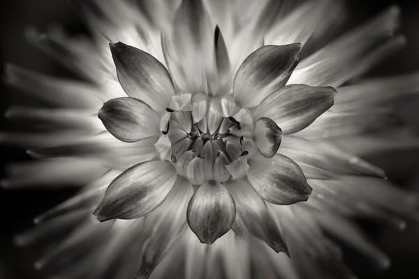 Dahlias: Dahlia Close Up II by Dennis Frates