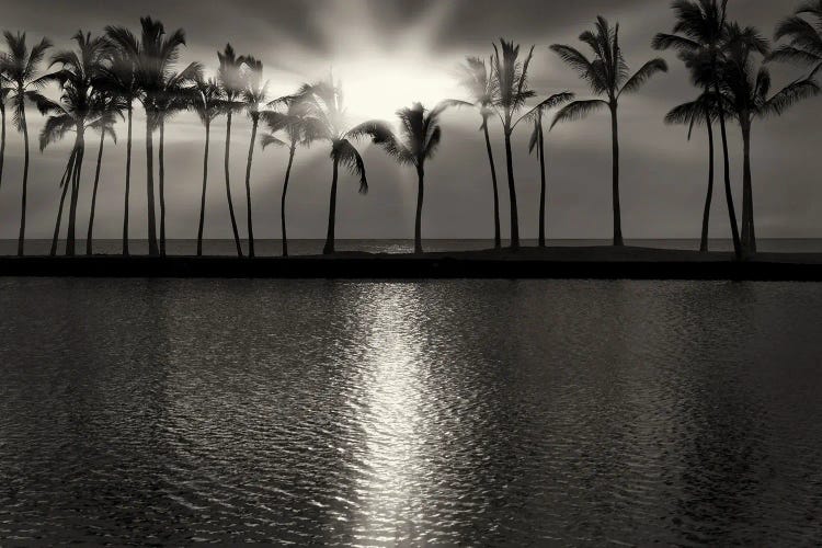 Palm Sunset II by Dennis Frates wall art