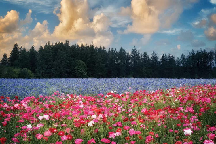 Flower Field Sunrise I