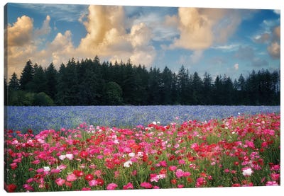Flower Field Sunrise I Canvas Art Print - Large Scenic & Landscape Art