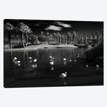 Resting Flamingos Canvas Print #DEN1250} by Dennis Frates Canvas Art