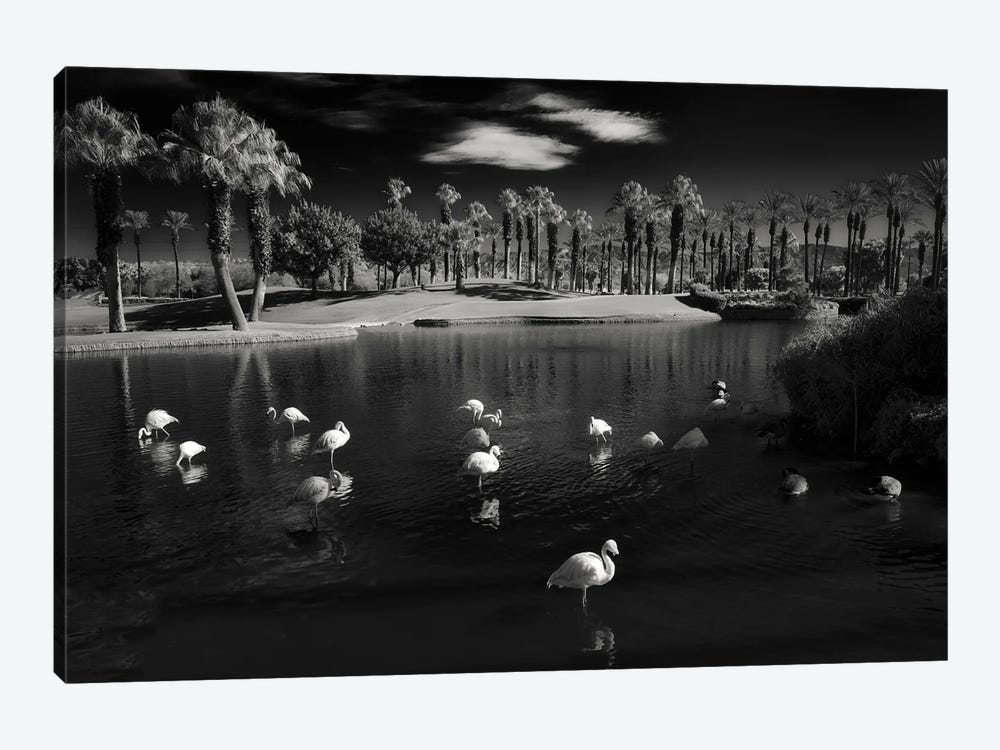 Resting Flamingos by Dennis Frates 1-piece Canvas Art Print
