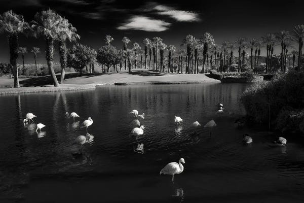 Flamingos: Resting Flamingos by Dennis Frates