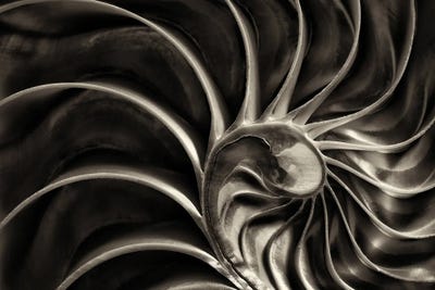 Nautilus by Dennis Frates canvas print