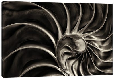 Nautilus Canvas Art Print - Dennis Frates
