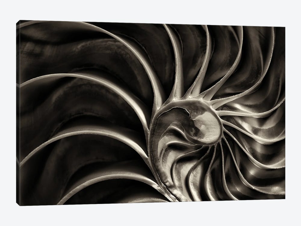 Nautilus by Dennis Frates 1-piece Canvas Art Print