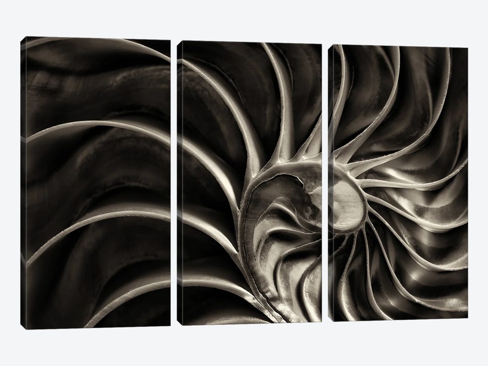 Nautilus by Dennis Frates 3-piece Art Print