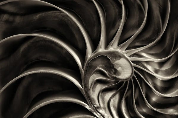 Abstracts In Nature: Nautilus by Dennis Frates
