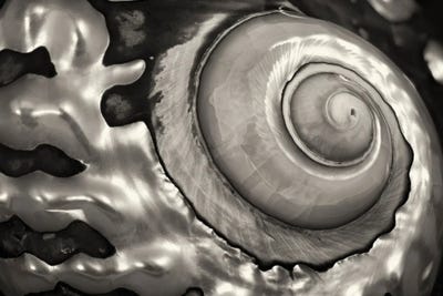 Spiral Seashell by Dennis Frates canvas print