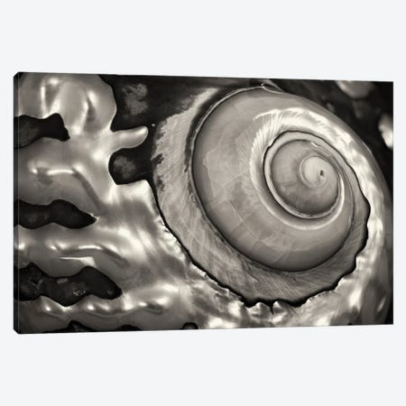 Spiral Seashell Canvas Print #DEN1253} by Dennis Frates Canvas Wall Art