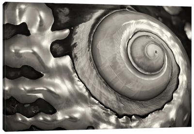 Spiral Seashell Canvas Art Print - Natural Elements