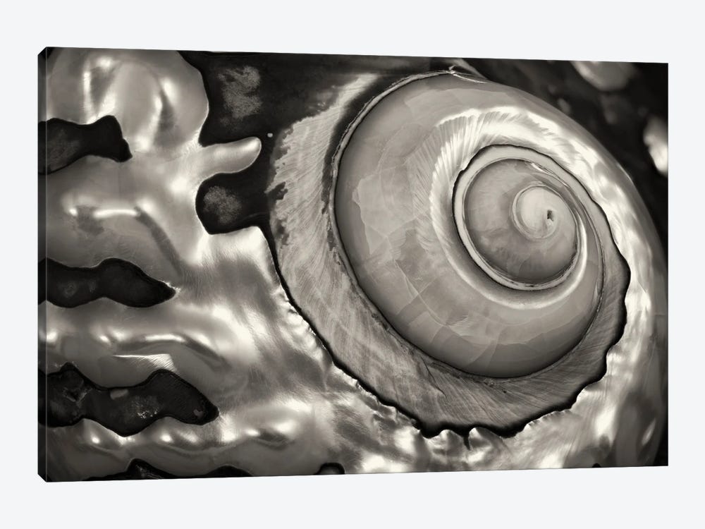 Spiral Seashell by Dennis Frates 1-piece Canvas Wall Art